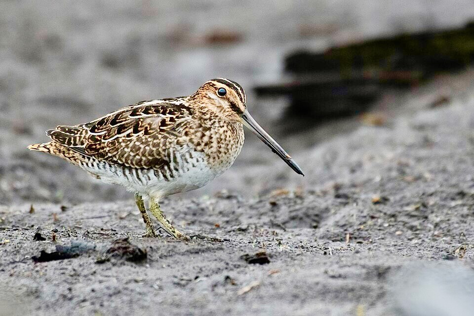 Wilson's snipe (Gallinago delicata) 2023 3.jpg by TRinaud is licensed under CC 4.0